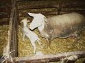 agneau 2006 0002